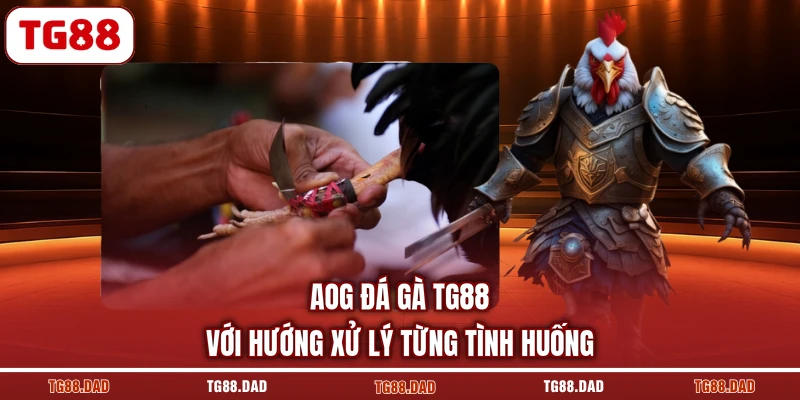 AOG Đá gà TG88 với hướng xử lý từng tình huống