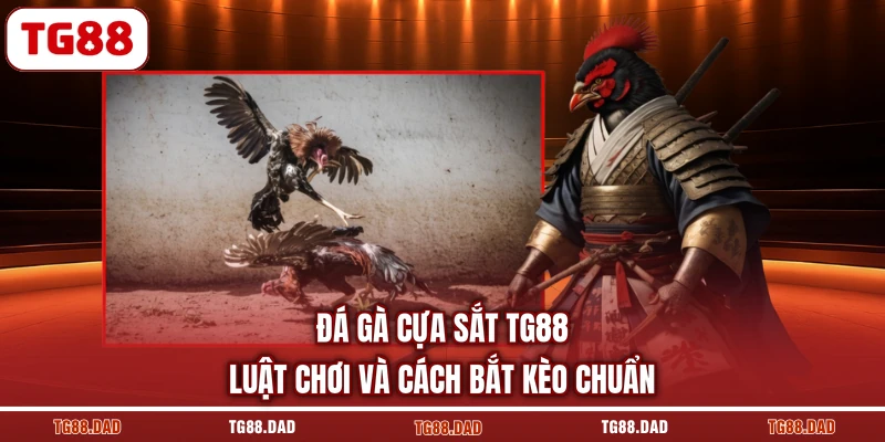 Đá Gà Cựa Sắt TG88 Luật Chơi Và Cách Bắt Kèo Chuẩn